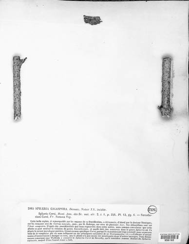 Gigantospora gigaspora image